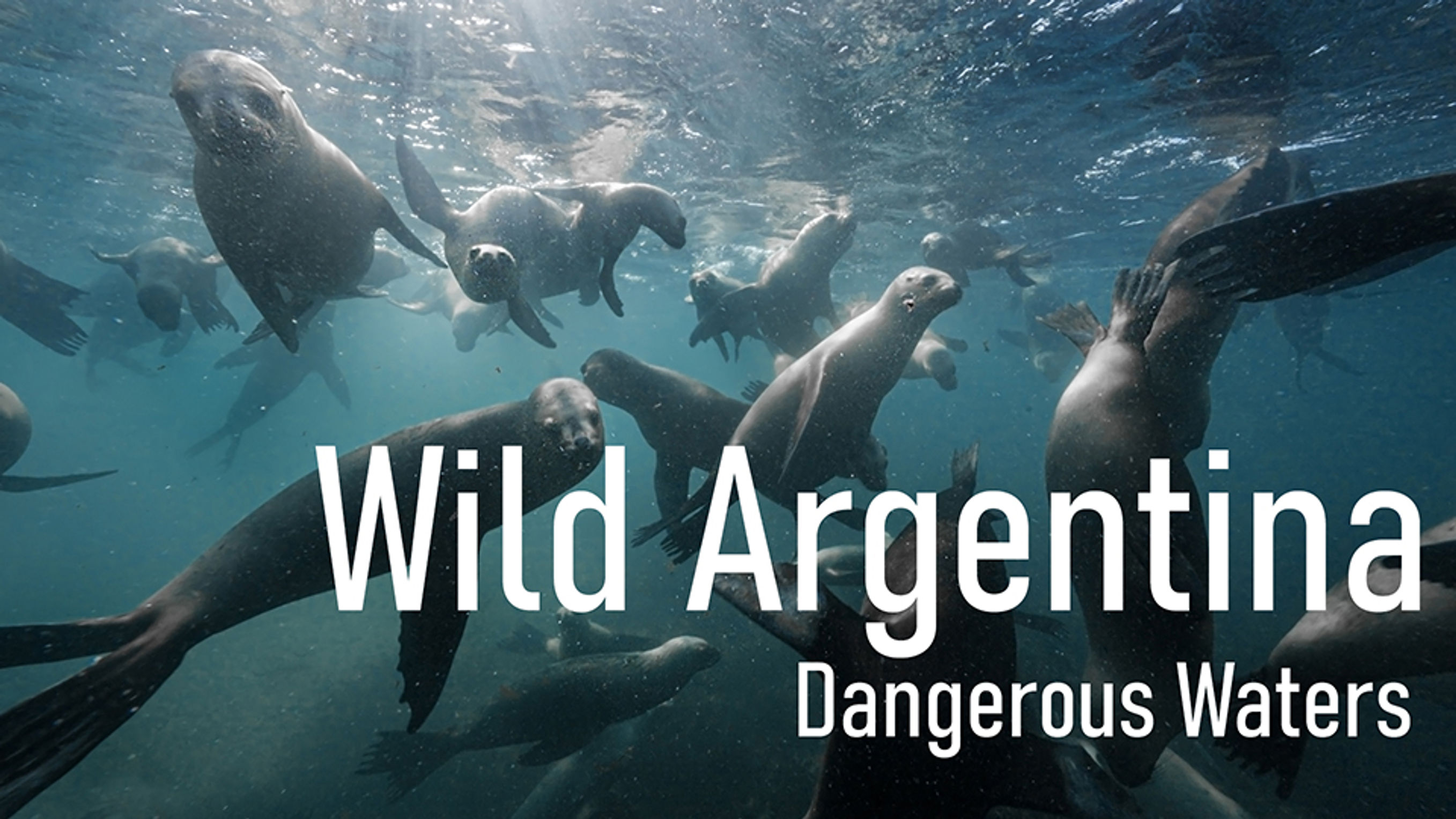 Wild Argentina - Dangerous Waters